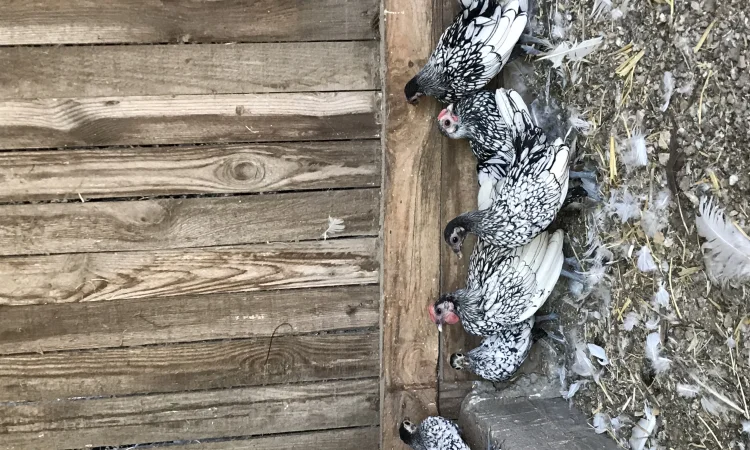 Кури сібрайти - фото № 1