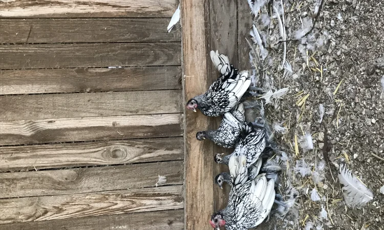 Кури сібрайти - фото № 2