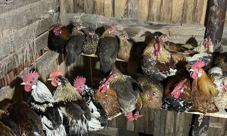 Кури бентамки - фото № 1