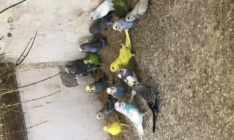 Хвилясті папуги - фото № 2