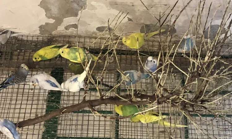 Хвилясті папуги - фото № 1