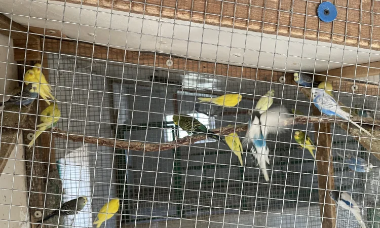 Хвилясті папуги - фото № 3