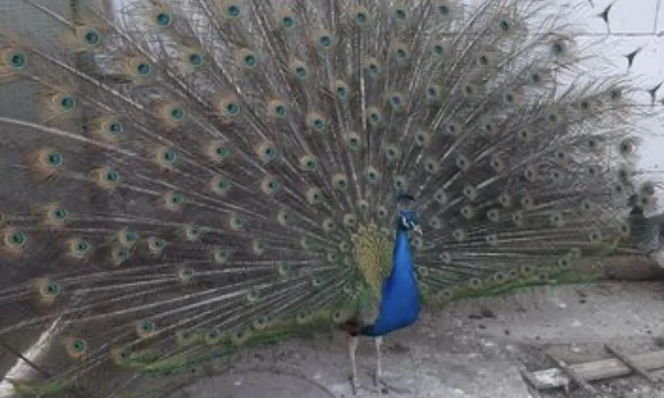 Павич (Павлін) - фото № 1