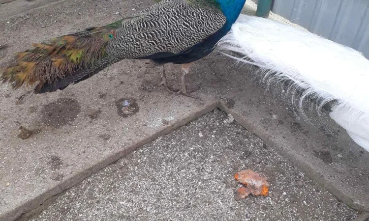 Павич (Павлін) - фото № 2