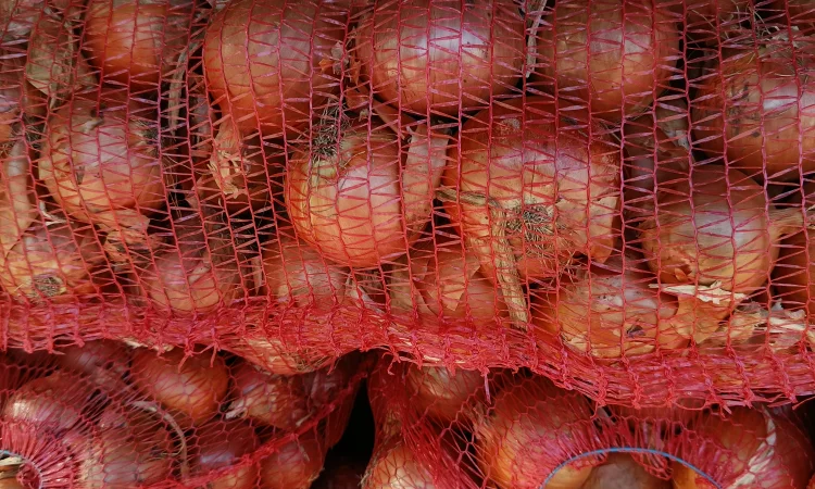 Продам лук - фото № 1