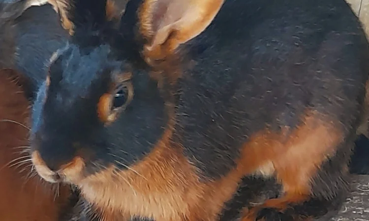 Продаю кролик Новозеландський бiлий, червоний. - фото № 6