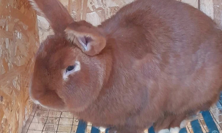 Продаю кролик Новозеландський бiлий, червоний. - фото № 7