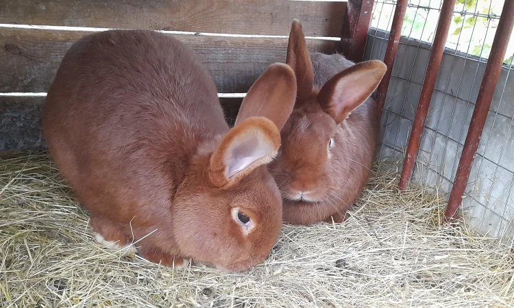 Продаю кролик Новозеландський бiлий, червоний. - фото № 9