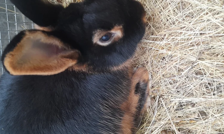 Продаю кролик Новозеландський бiлий, червоний. - фото № 8