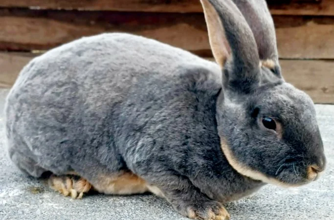 Продаю кролик Новозеландський бiлий, червоний. - фото № 2