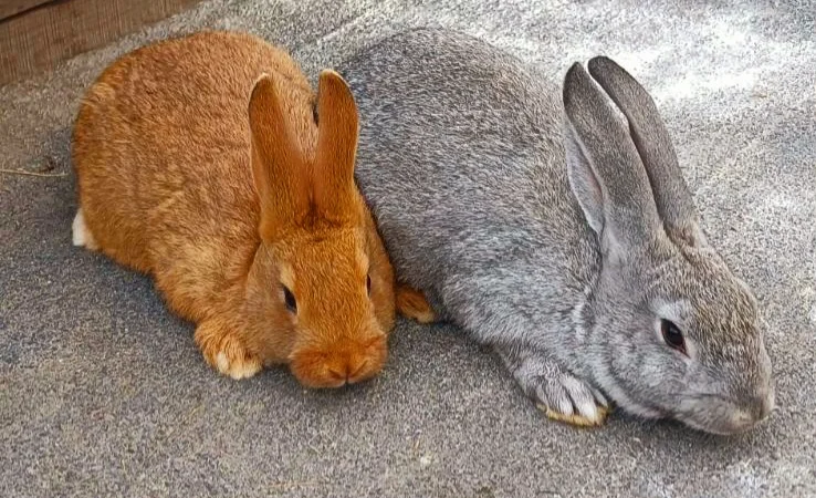 Продаю кролик Новозеландський бiлий, червоний. - фото № 4