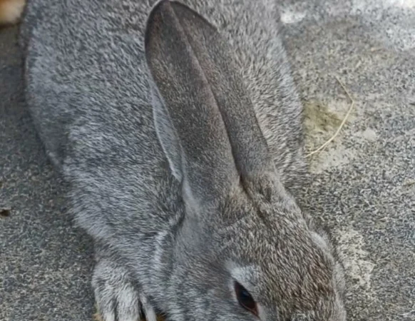 Продаю кролик Новозеландський бiлий, червоний. - фото № 3
