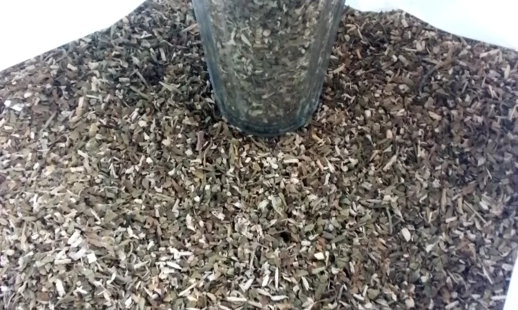 Махорка - фото № 1