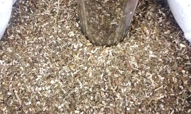 Махорка - фото № 2