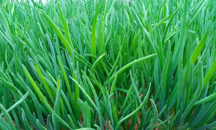 Зелена цибуля перо - фото № 5