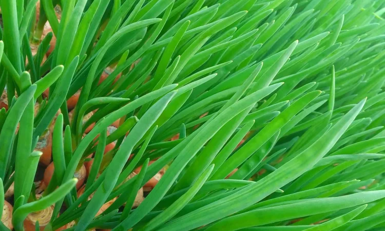 Зелена цибуля перо - фото № 3