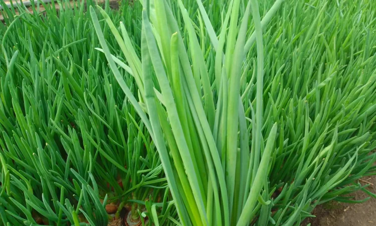 Зелена цибуля перо - фото № 4