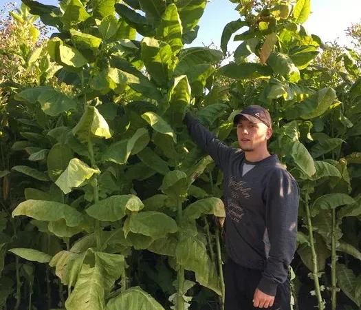 Насіння тютюну/семена табака - опт 15грн Акція - фото № 1