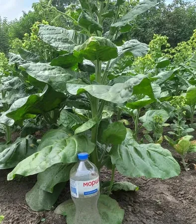 Насіння тютюну, махорки зеленої і жовтої. - фото № 1