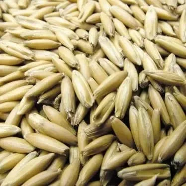 Продам овес кормовой фуражный - фото № 1