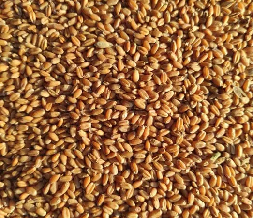 Продам зерно: пшеницу, кукурузу, овес, ячмень. - фото № 1