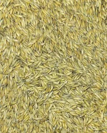 Овес кормовий Зубр фуражний, посівний 250 тон - фото № 1