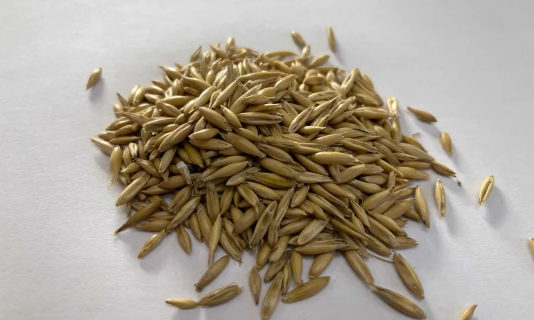 Овес кормовой, овес для худоби - фото № 1