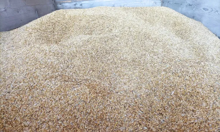 Продам Овес. Є об'єм.Домашній кормовий. - фото № 1