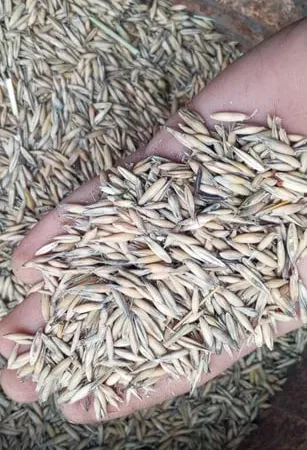 Продається овес кормовий урожай 2025року - фото № 1