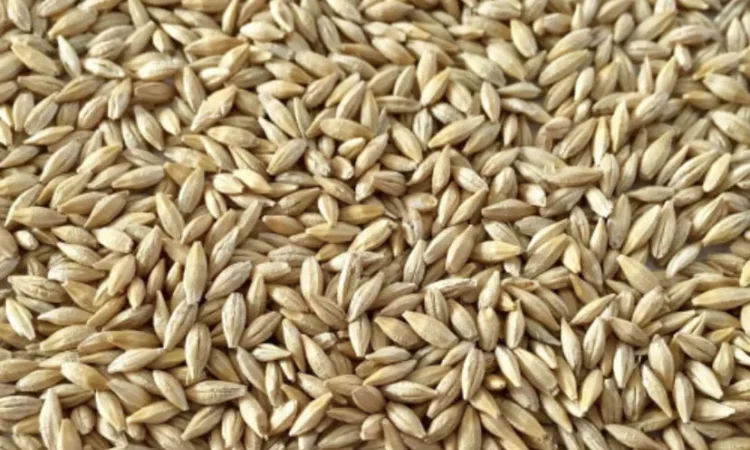 Продам ячмень фуражный - фото № 1