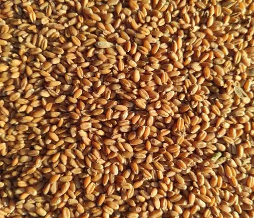 Продам зерно: пшеницю, кукурудзу, овес, ячмінь - фото № 1