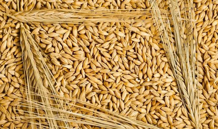 Продам фуражный ячмень, сорта Кангу и Себастьян - фото № 1