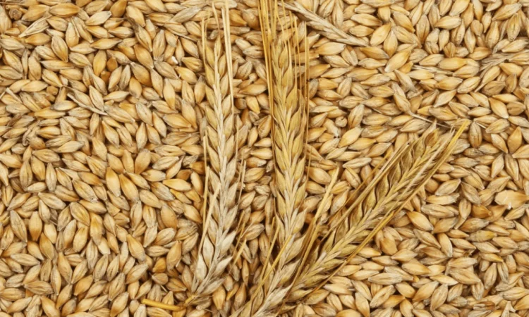 Продам 25 т ячменю фуражного - фото № 1