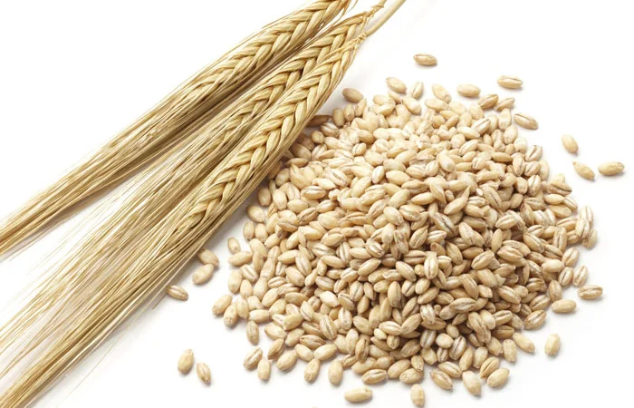 Продам ячмень фуражний (озимий), - фото № 1