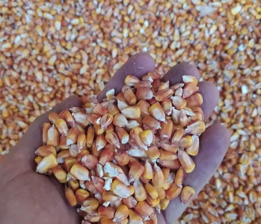 Кукурудза кормова сушена врожай 2025 9 грн/кг. - фото № 2