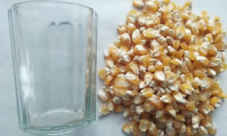 Насіння кукурудзи, семена кукурузы, кормовая - фото № 1