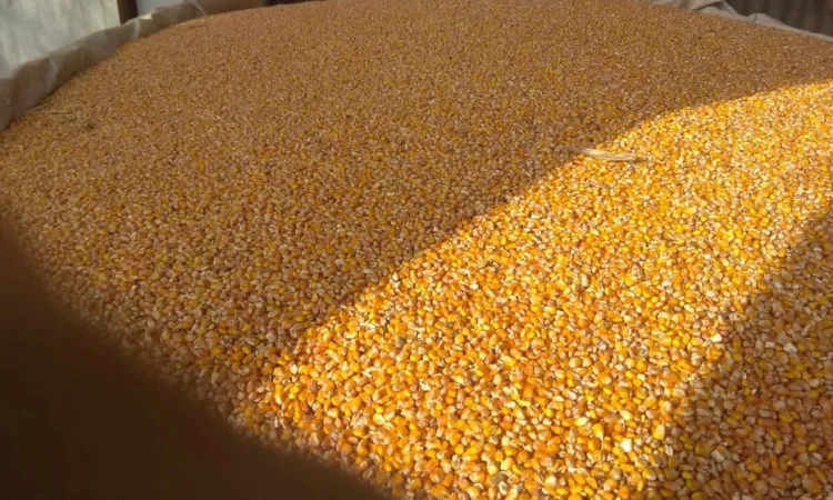 Кукурудза кормова - фото № 1