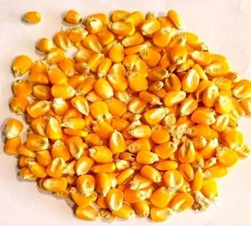 Кукурудза кормова в мішках - фото № 1