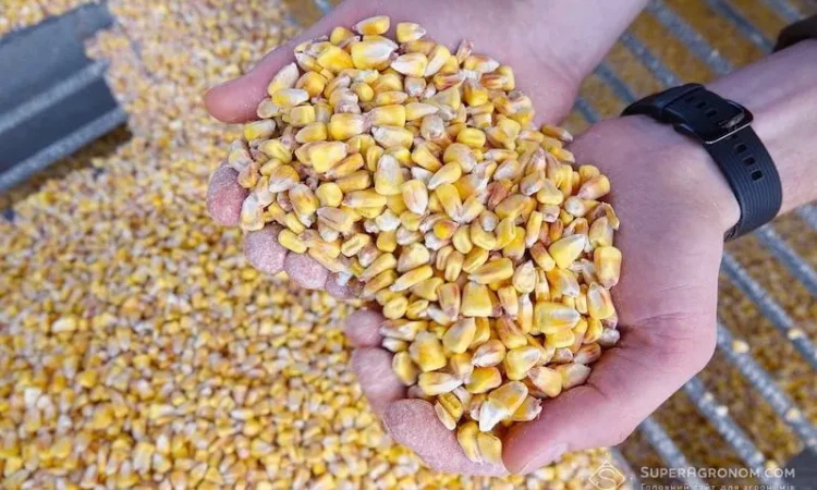 Кукурудза кормова - фото № 1