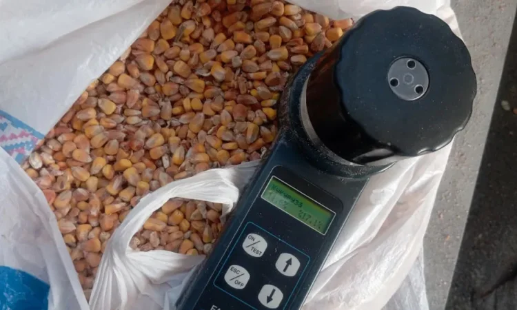 Продам кукурудзу кормову - фото № 1