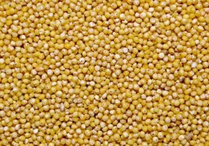 Насіння просо жовте - фото № 1
