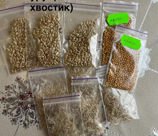 Просо. Насіння злаків . - фото № 1