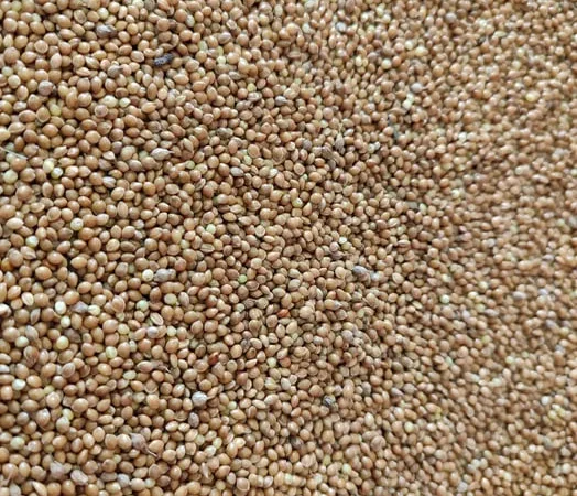 Просо жовте зерно, насіння, корм для папуг, птахів - фото № 1