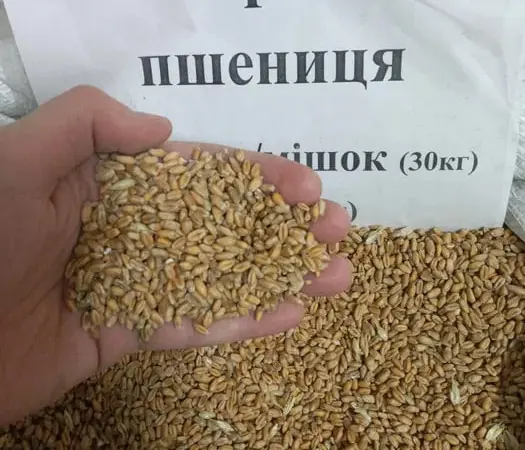 Пшениця, Кукуруза, Соняшник, Овес, Ячмінь, Просо - фото № 1