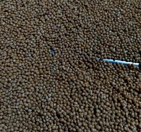 Продам насіння просо для пожнивних посівів - фото № 1