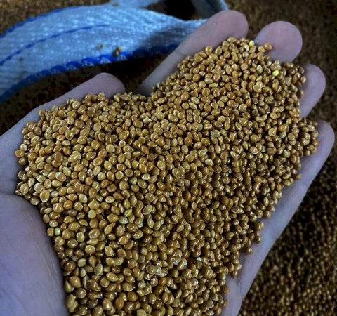 ПРОСО (семена) продадим - фото № 1