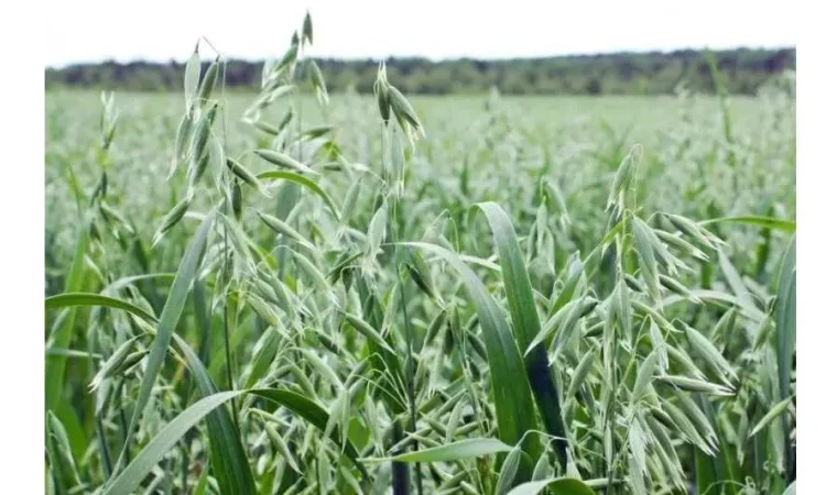 Продажа насіння овса Нептун, Світанок, Айворі - фото № 1