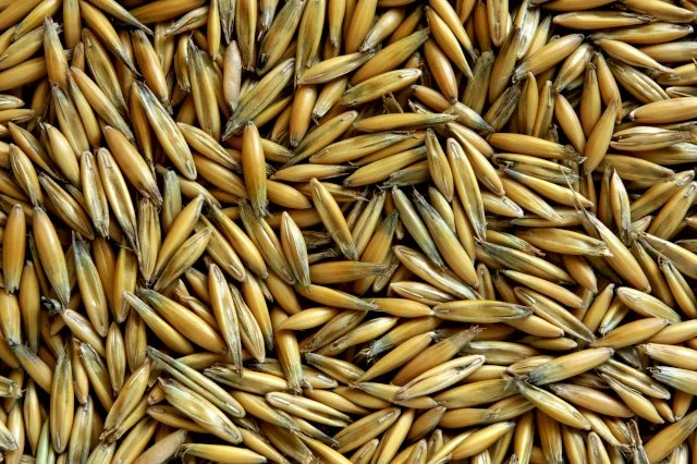 Продажа овса Парламентский и Світанок С-1 - фото № 1