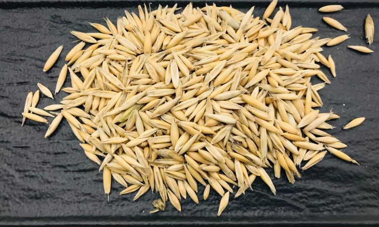 Куплю овес в объеме 100 тонн - фото № 1