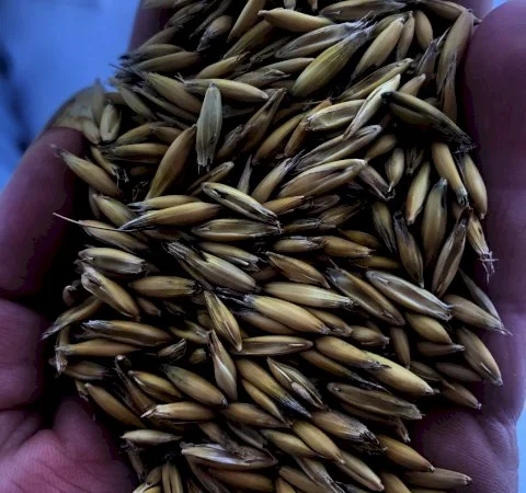 Овес сорту Прокоп для посіву - фото № 1